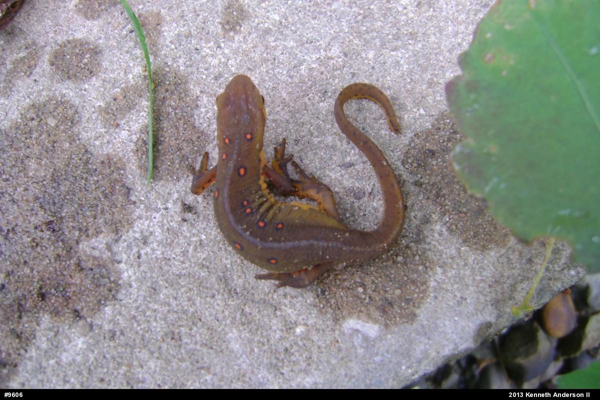 Red-spotted Newt