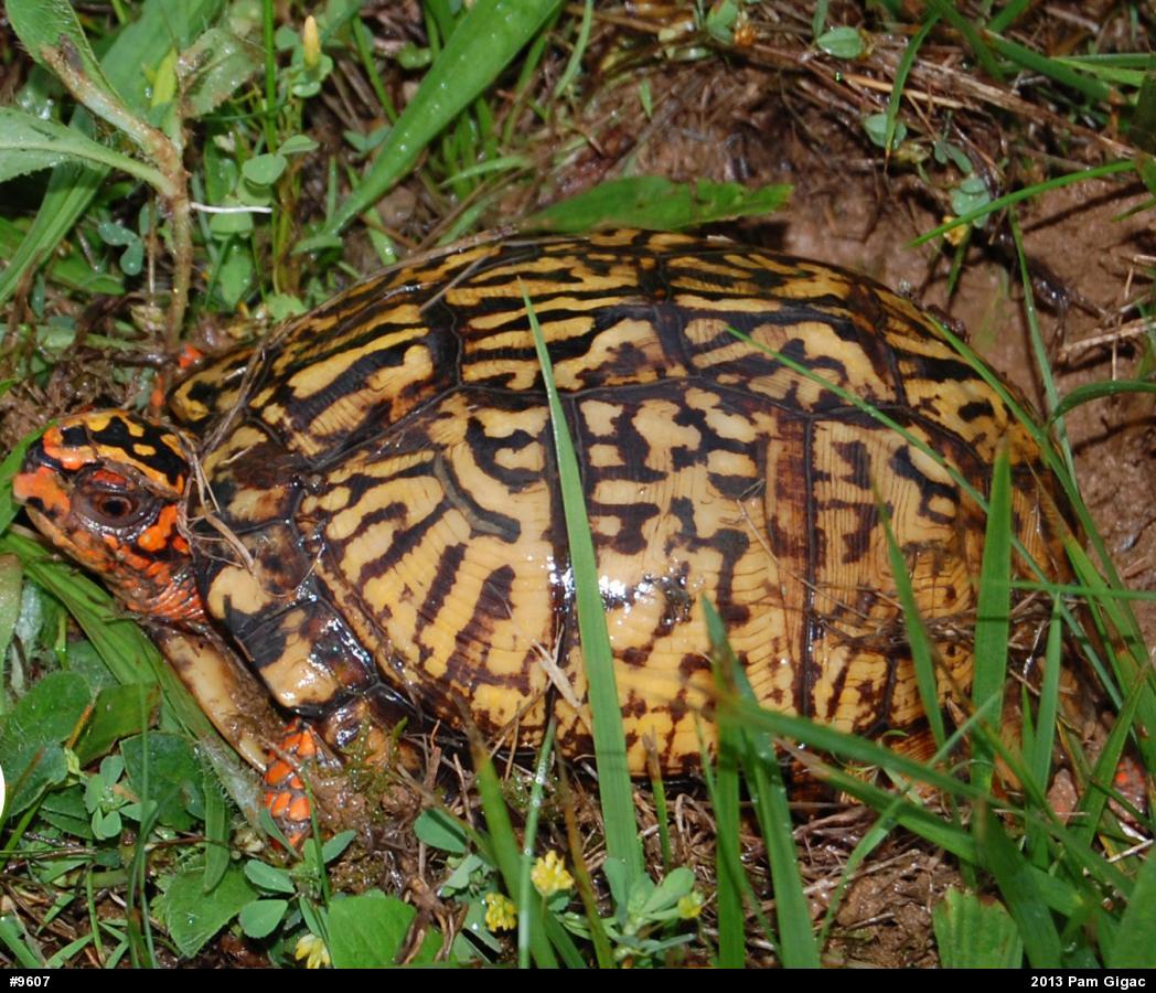 Eastern Box Turtle