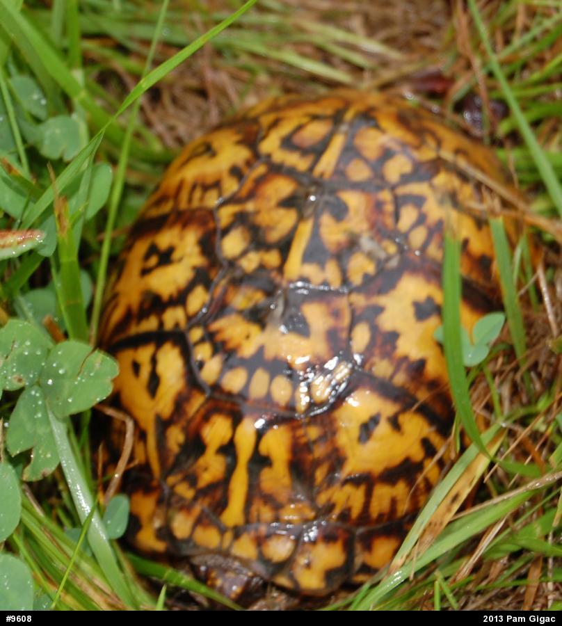 Eastern Box Turtle
