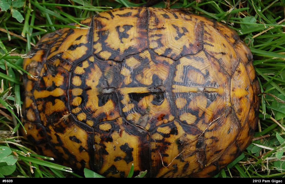 Eastern Box Turtle