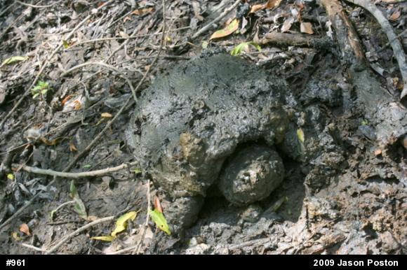 Snapping Turtle