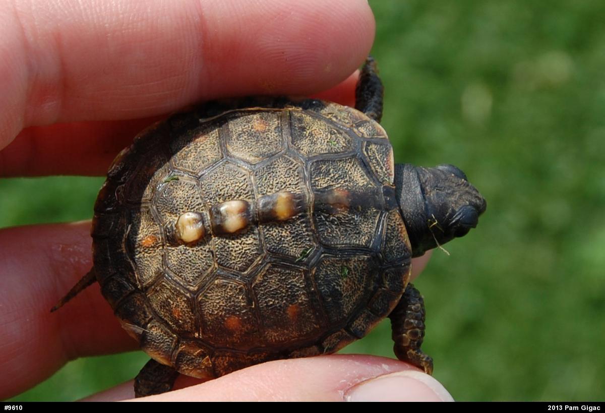 Eastern Box Turtle