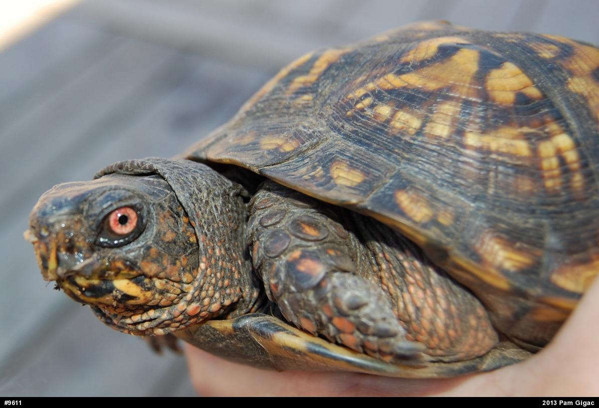 Eastern Box Turtle