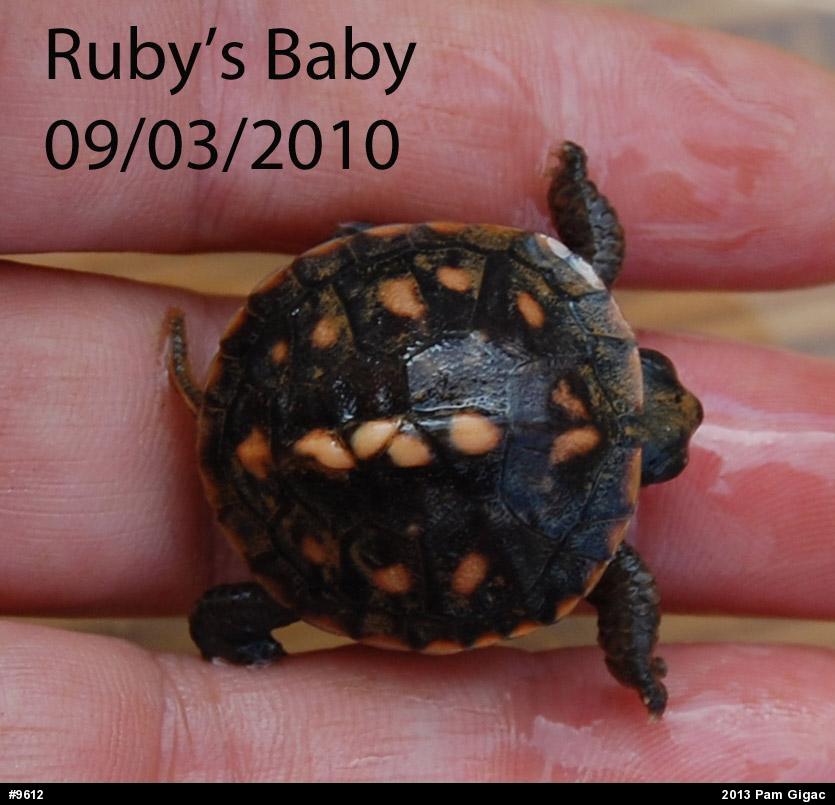 Eastern Box Turtle