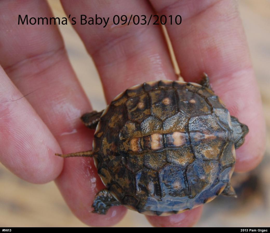 Eastern Box Turtle
