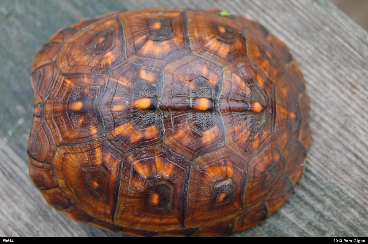 Eastern Box Turtle