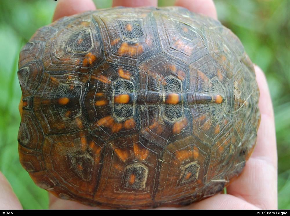 Eastern Box Turtle