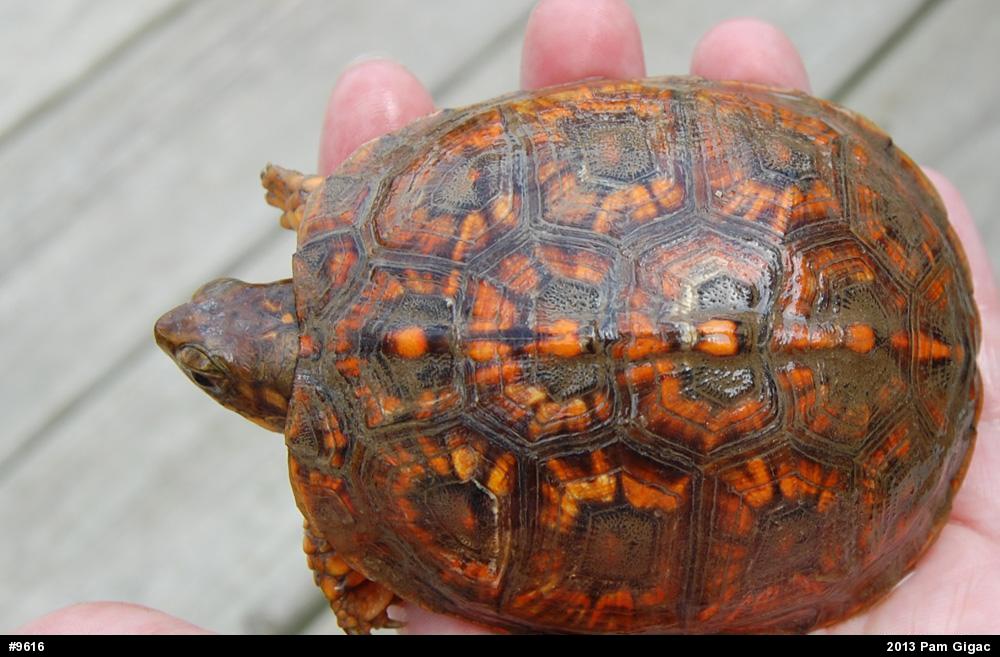 Eastern Box Turtle