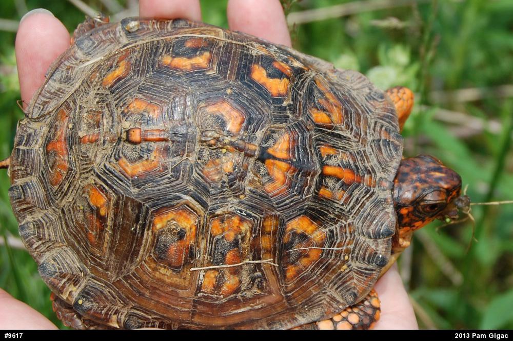 Eastern Box Turtle