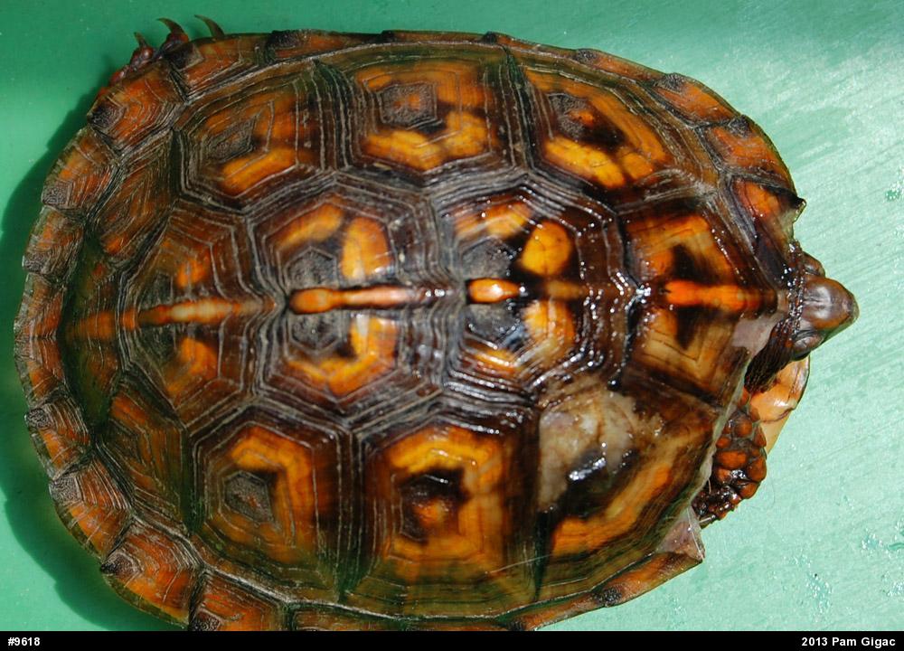 Eastern Box Turtle
