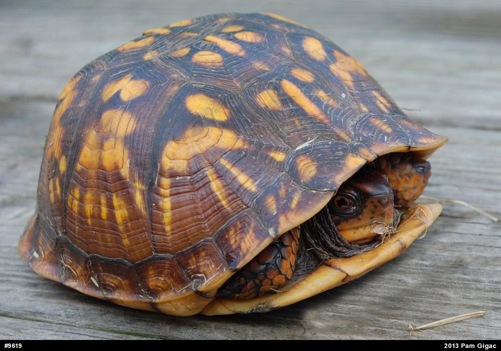 Eastern Box Turtle