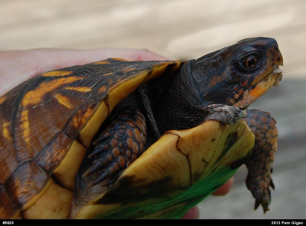 Eastern Box Turtle