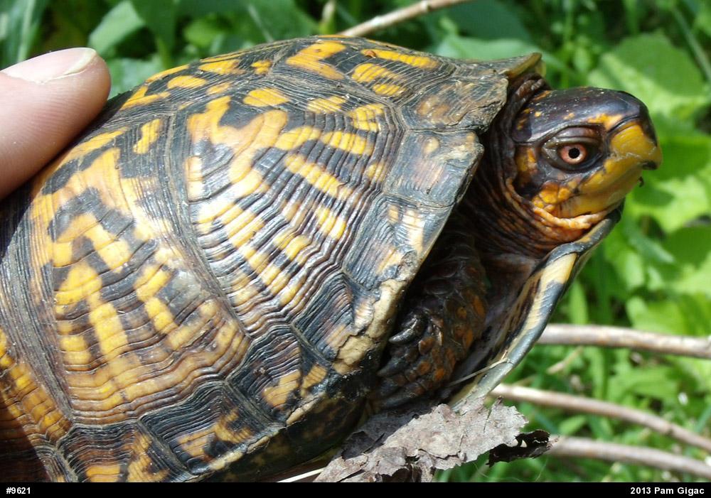 Eastern Box Turtle