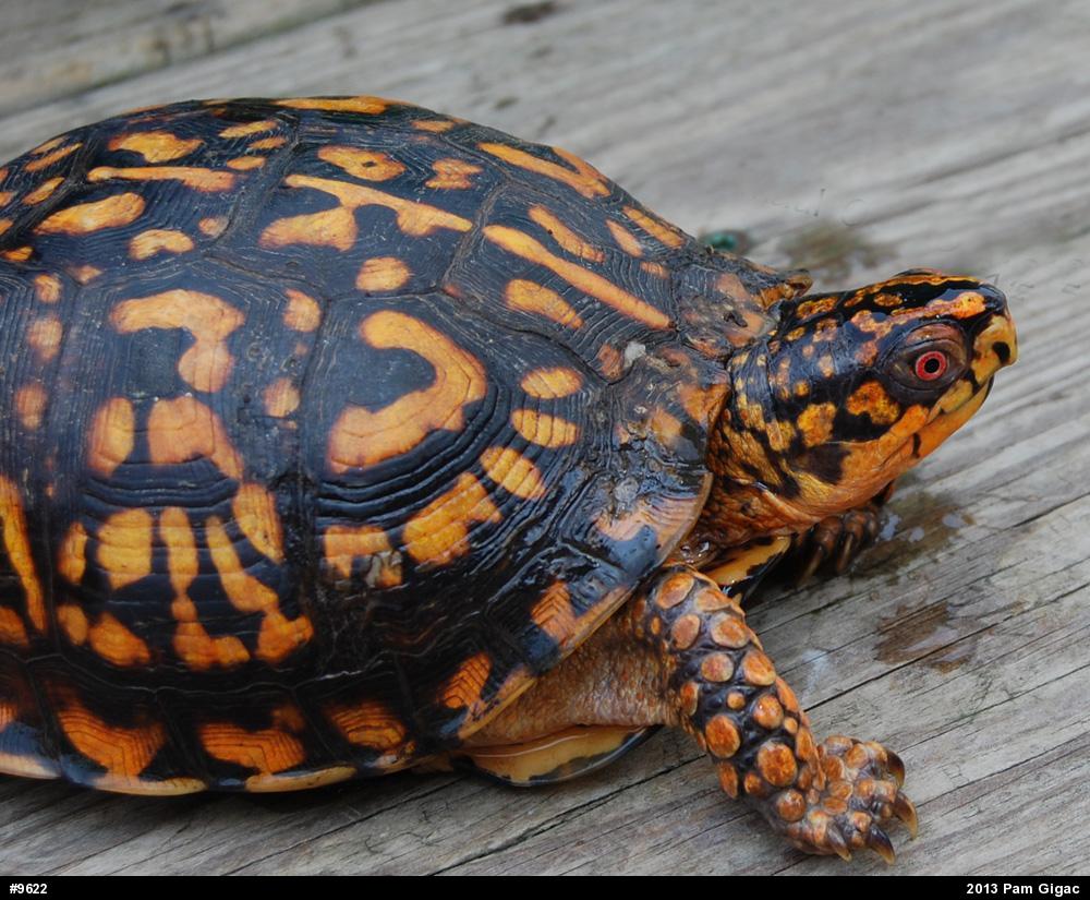 Eastern Box Turtle