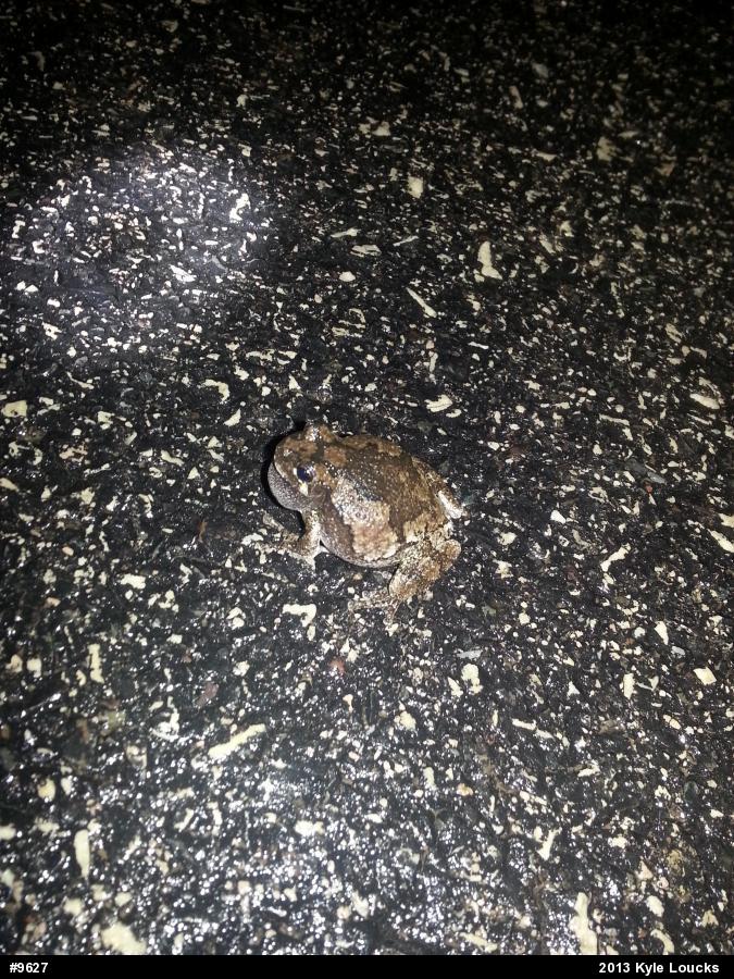 Gray Treefrog