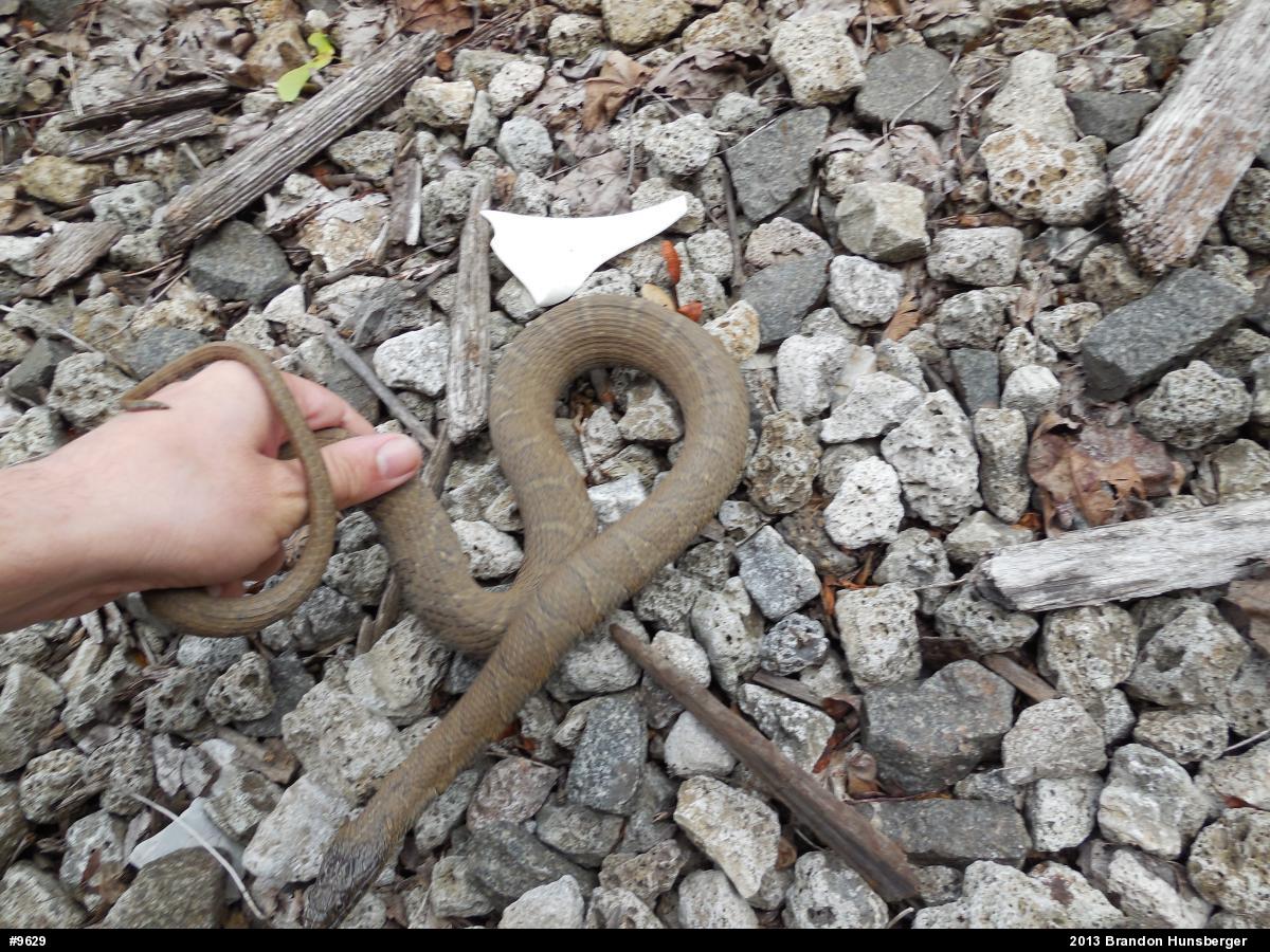 Northern Watersnake