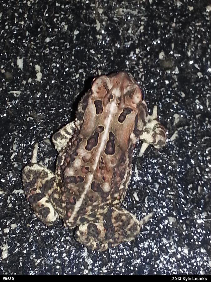 Eastern American Toad