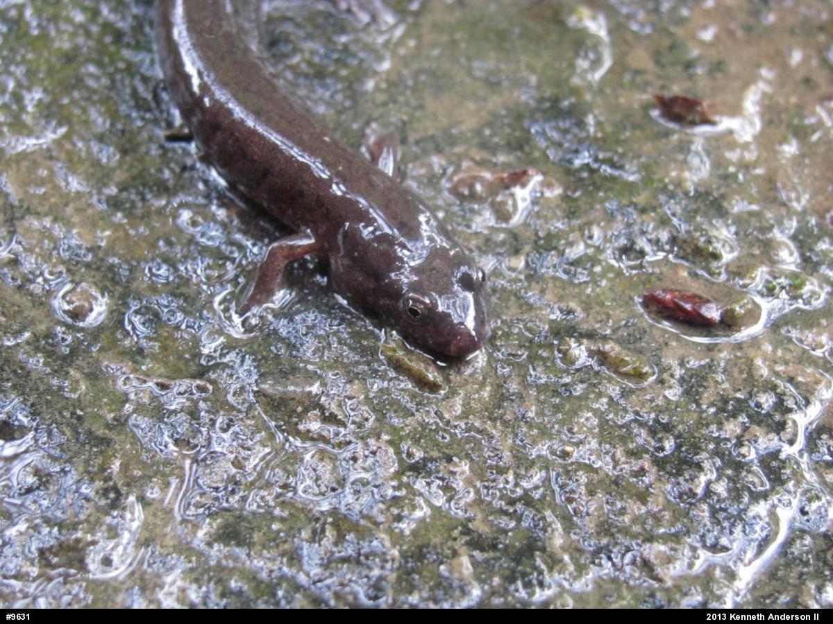 Northern Dusky Salamander