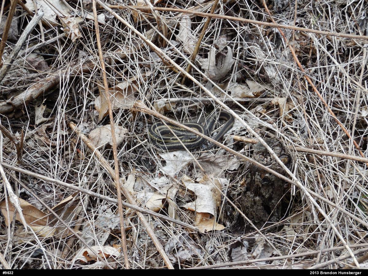Eastern Gartersnake