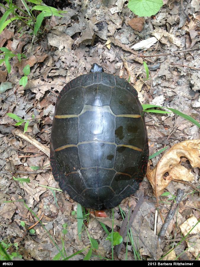 Painted Turtle