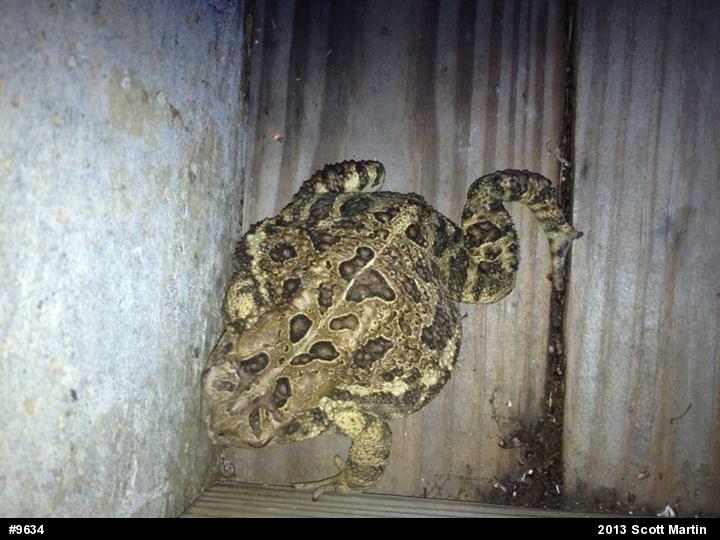 Eastern American Toad