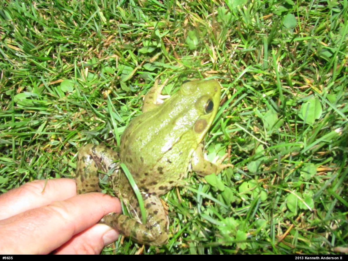 Green Frog