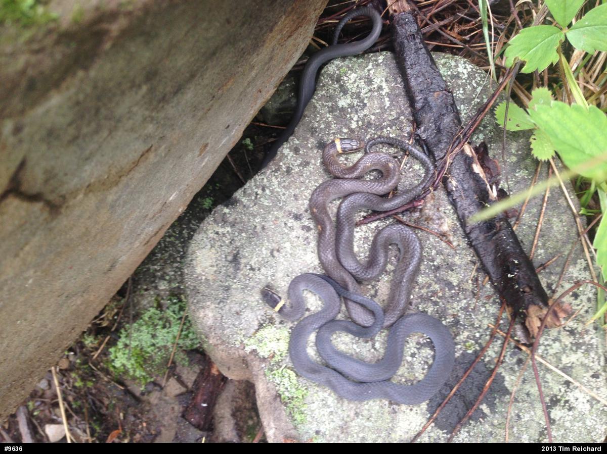 Northern Ring-necked Snake