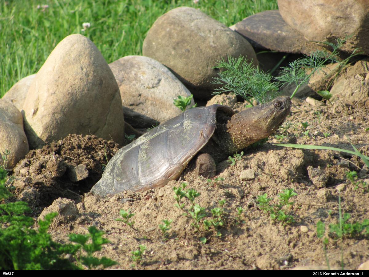 Snapping Turtle