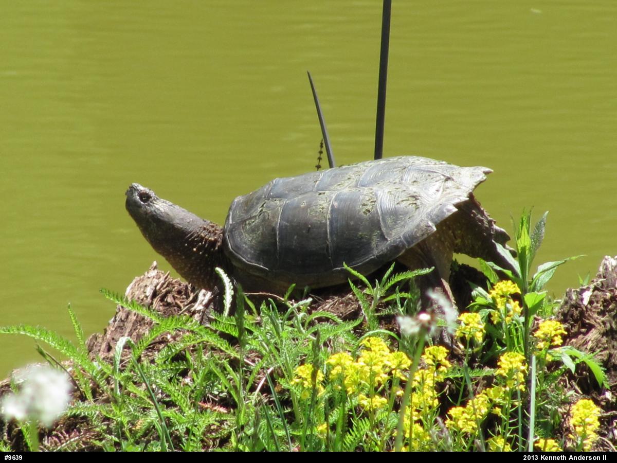 Snapping Turtle