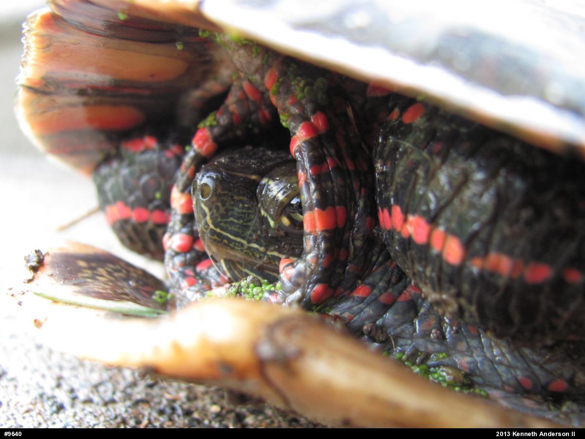 Midland Painted Turtle
