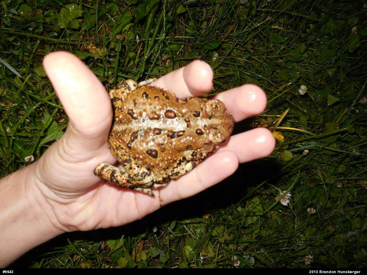 Eastern American Toad