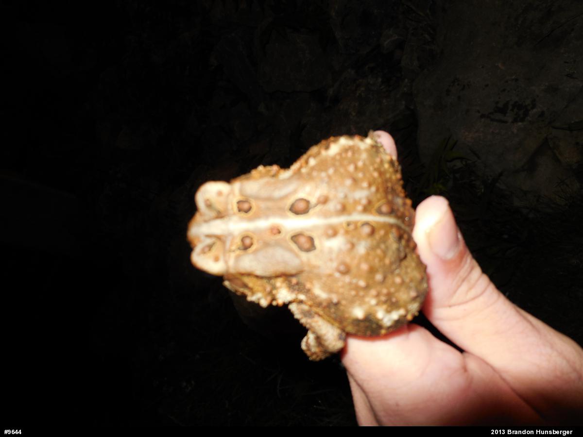 Eastern American Toad
