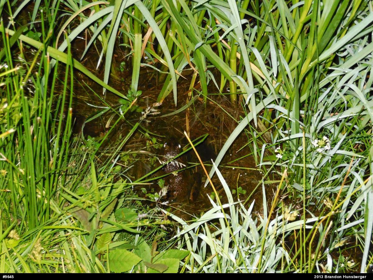 American Bullfrog