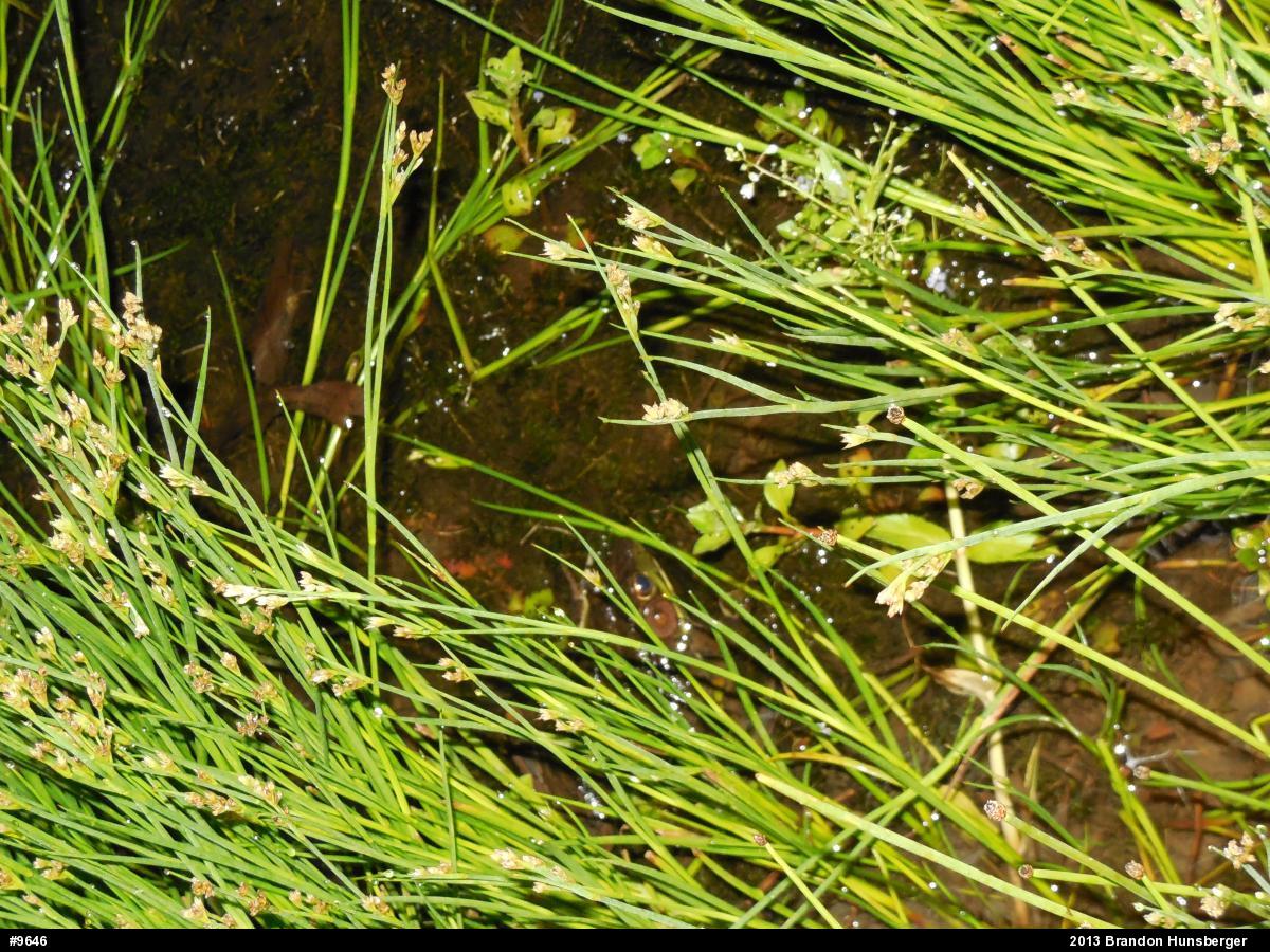 Green Frog