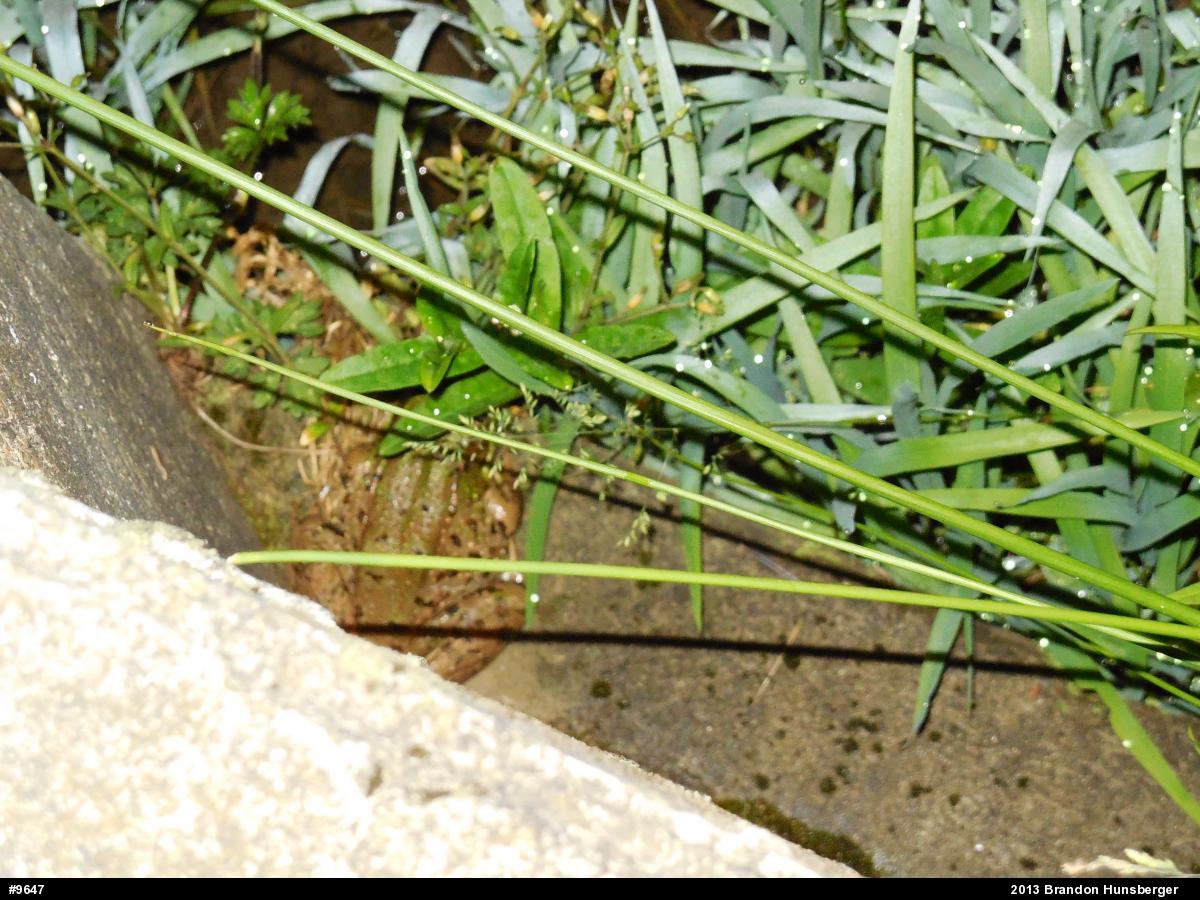 Green Frog