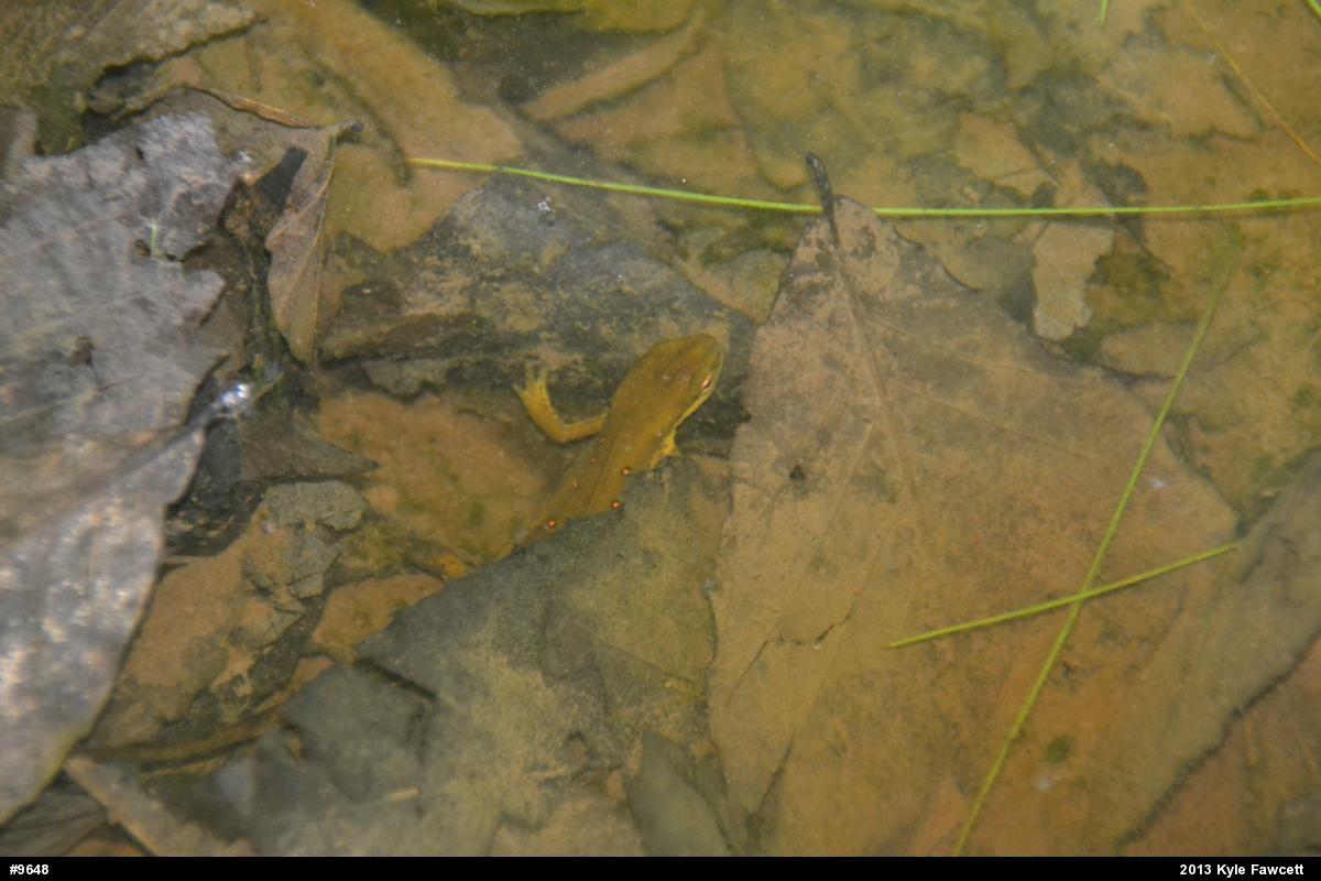 Red-spotted Newt