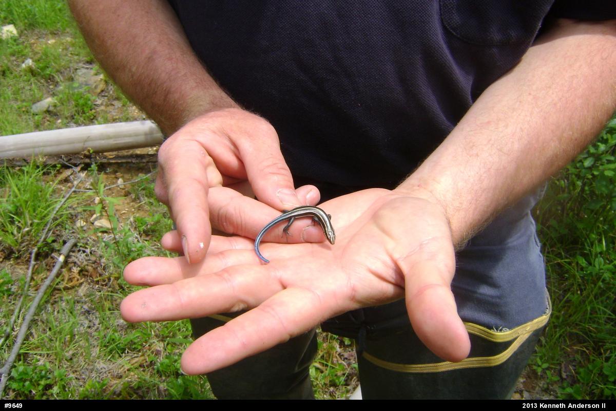 Common Five-lined Skink
