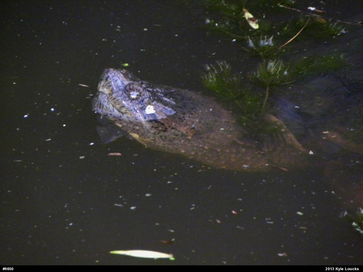 Snapping Turtle