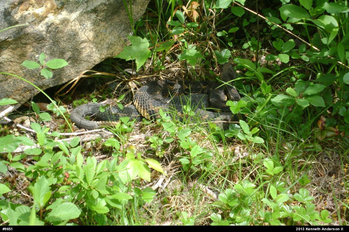Timber Rattlesnake