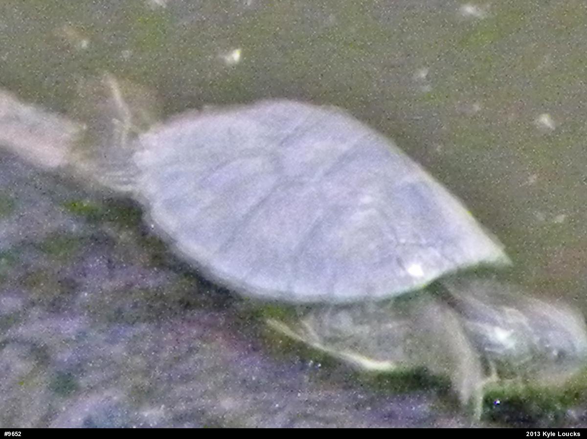 Northern Map Turtle