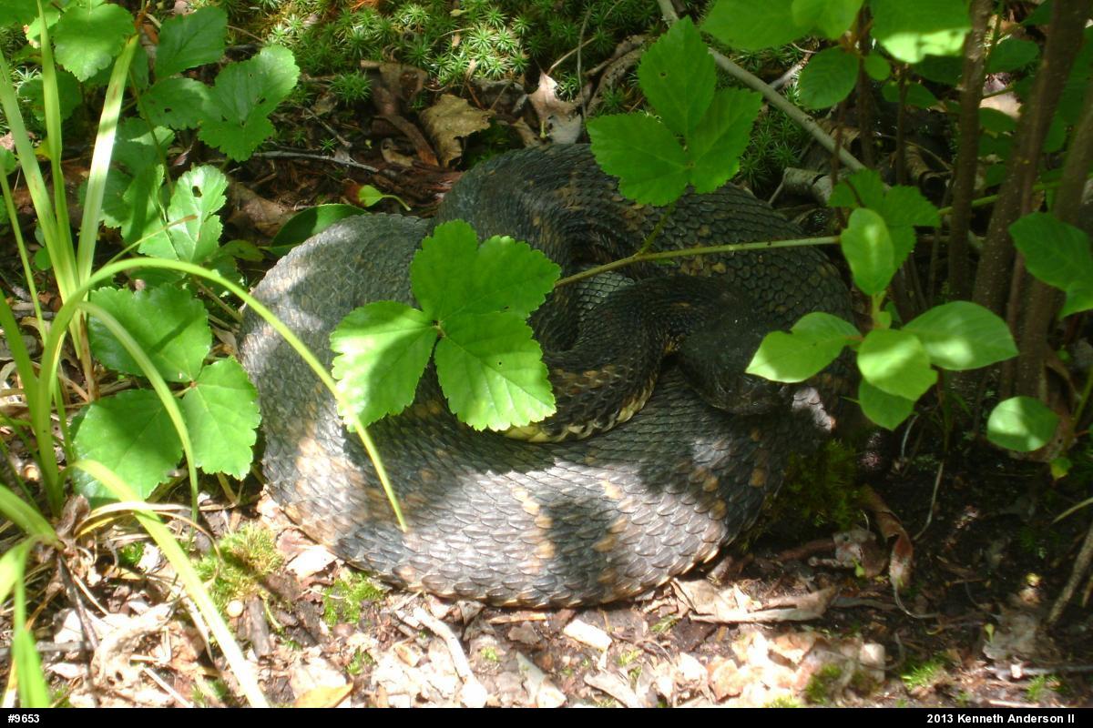 Timber Rattlesnake