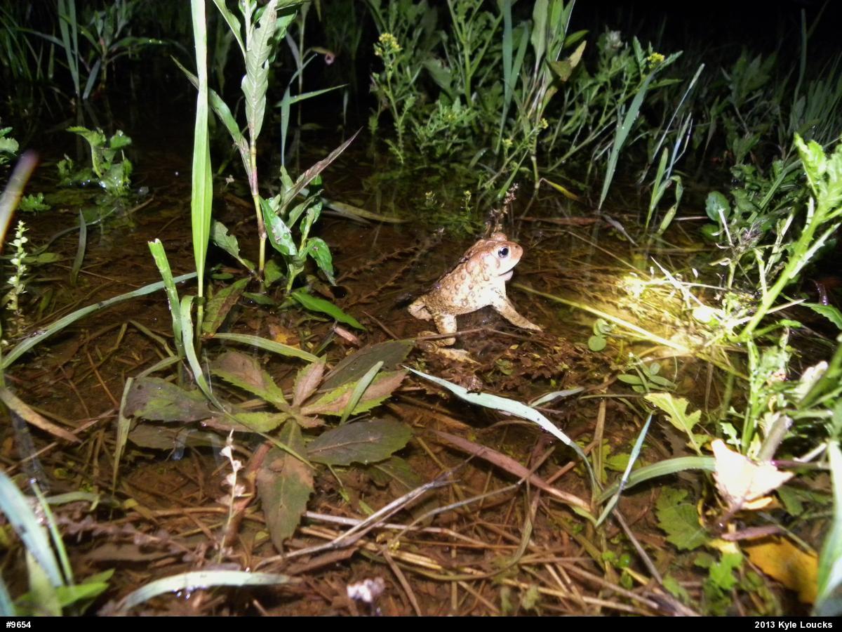 Eastern American Toad