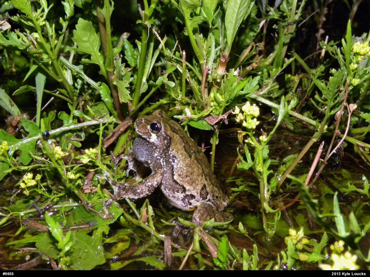 Gray Treefrog