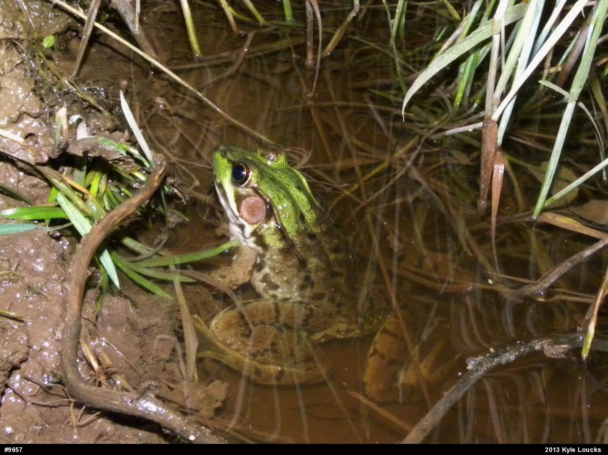 Green Frog