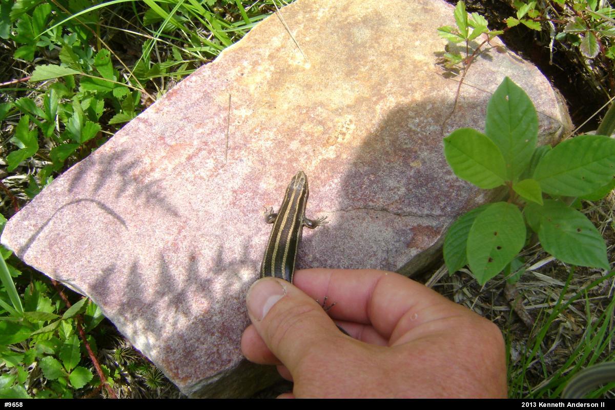 Common Five-lined Skink