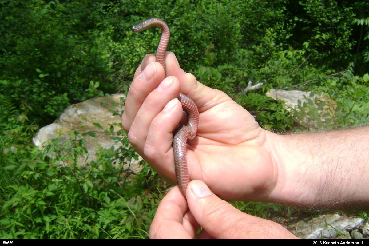 Red-bellied Snake