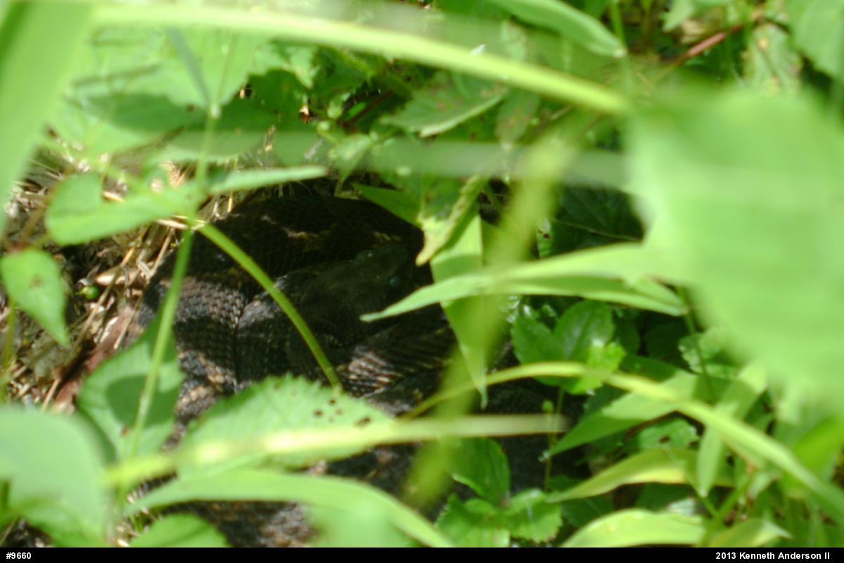 Timber Rattlesnake