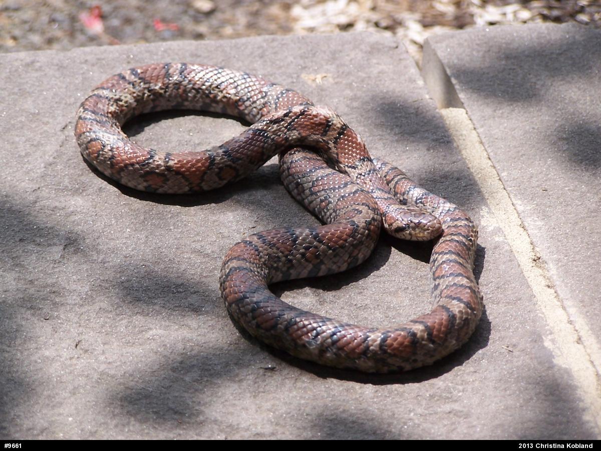 Eastern Milksnake