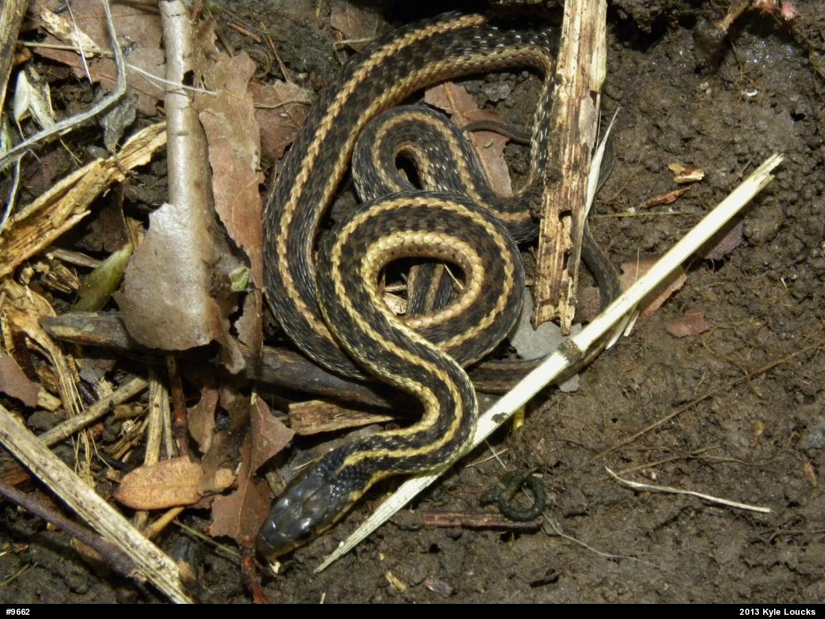 Eastern Gartersnake