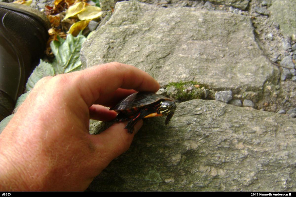 Eastern Painted Turtle